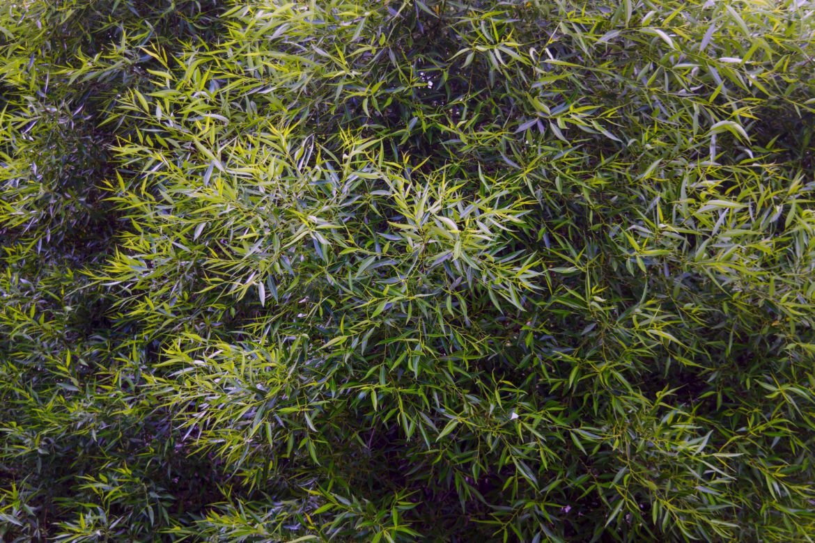 Salix acutifolia