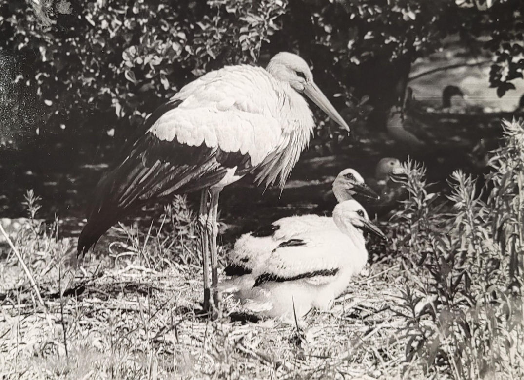 Łódzkie zoo w latach 70.