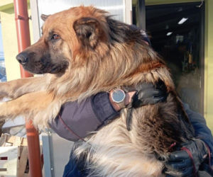 Mrożąca krew w żyłach interwencja. Uratowali psa przymarzniętego do drogi