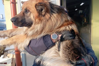 Mrożąca krew w żyłach interwencja. Uratowali psa przymarzniętego do drogi