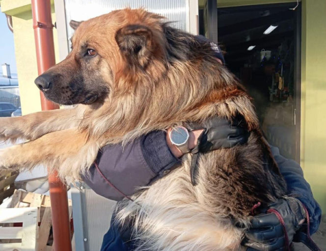 Mrożąca krew w żyłach interwencja. Uratowali psa przymarzniętego do drogi