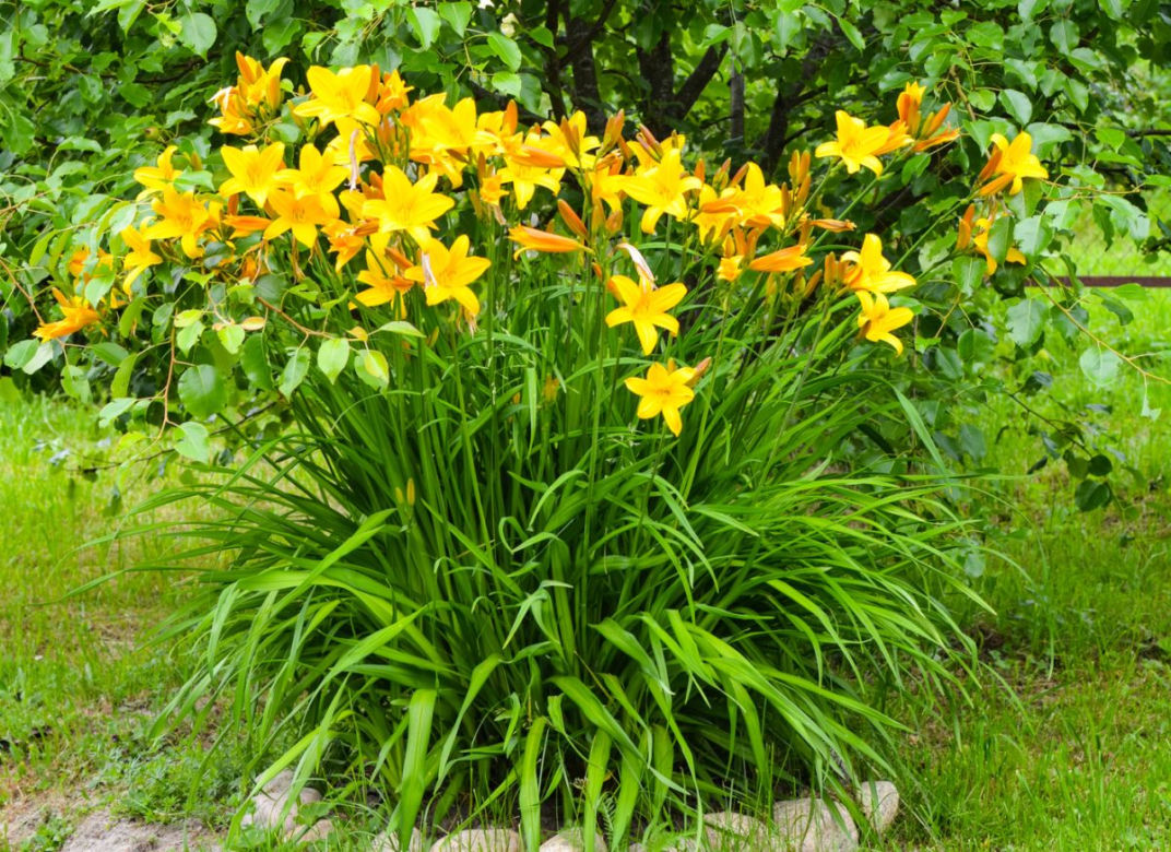 Liliowiec