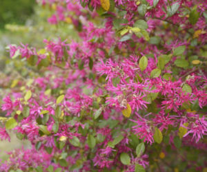 Loropetalum chińskie ‘Rubra’