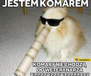 Dzień Kota 2021 - memy