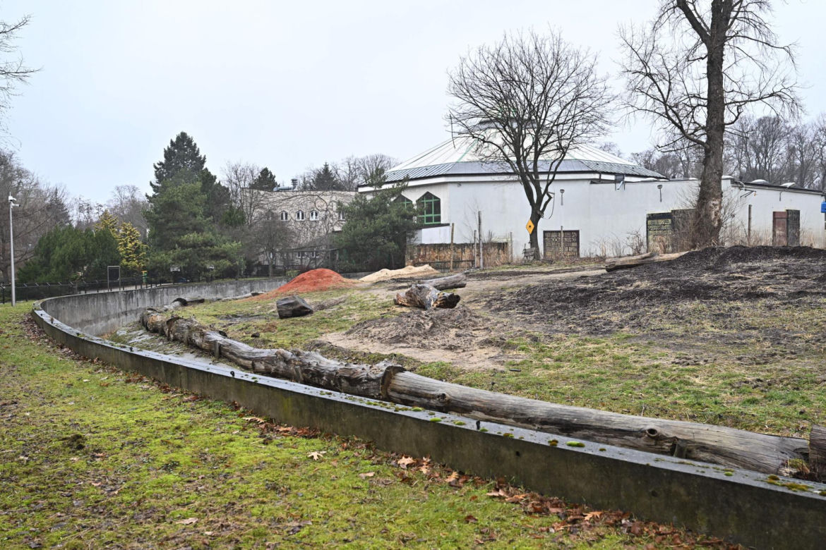 Słoń Leon ma urodziny. Wielka impreza w warszawskim ZOO