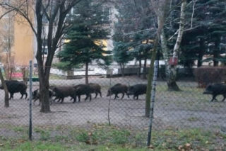 Makabra w Warszawie i Zielonce! Na torach leżą gnijące truchła