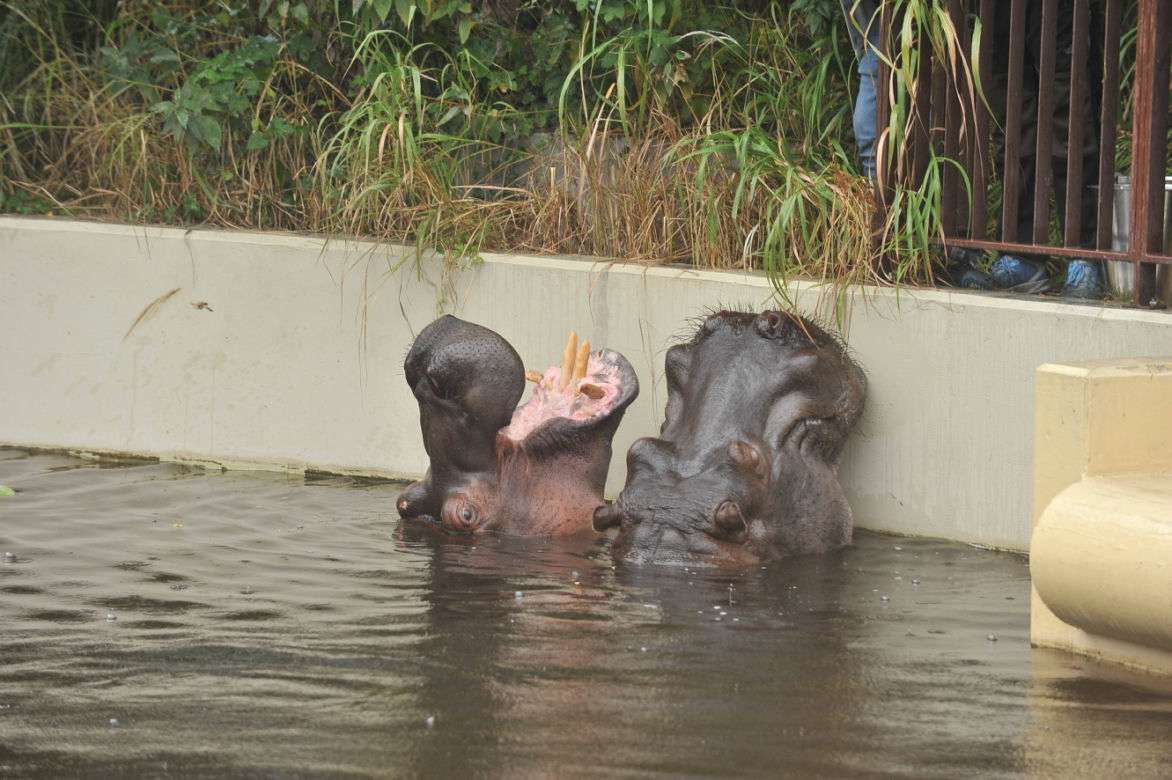 Wielkie święto w warszawskim ZOO. Hipopotamica Pelagia świętowała 37. urodziny