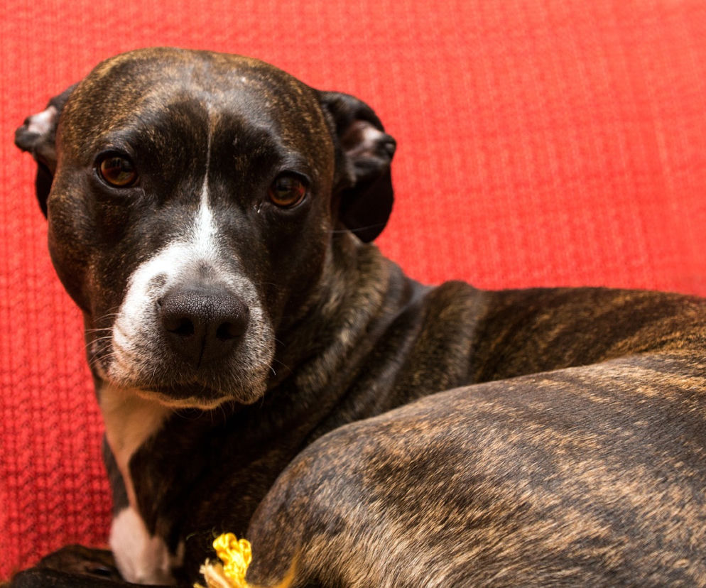 Amstaff /azdjęcie z archiwum