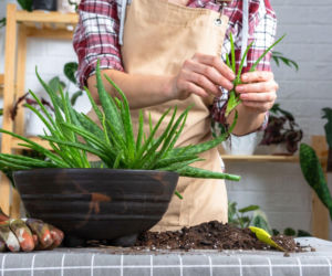 Rozmnażanie aloesu przez odrosty
