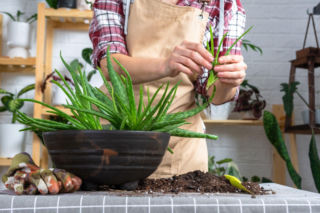 Rozmnażanie aloesu przez odrosty