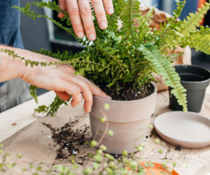 Przesadzanie paprotki nefrolepis