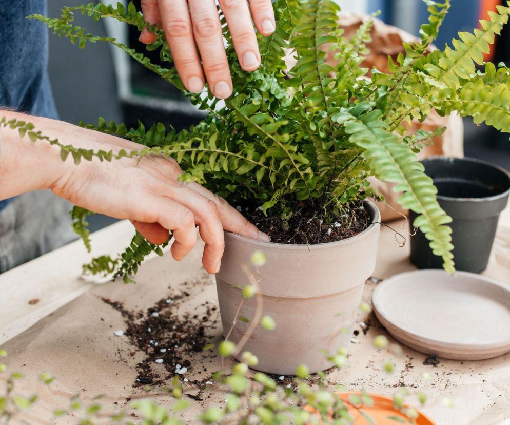 Przesadzanie paprotki nefrolepis