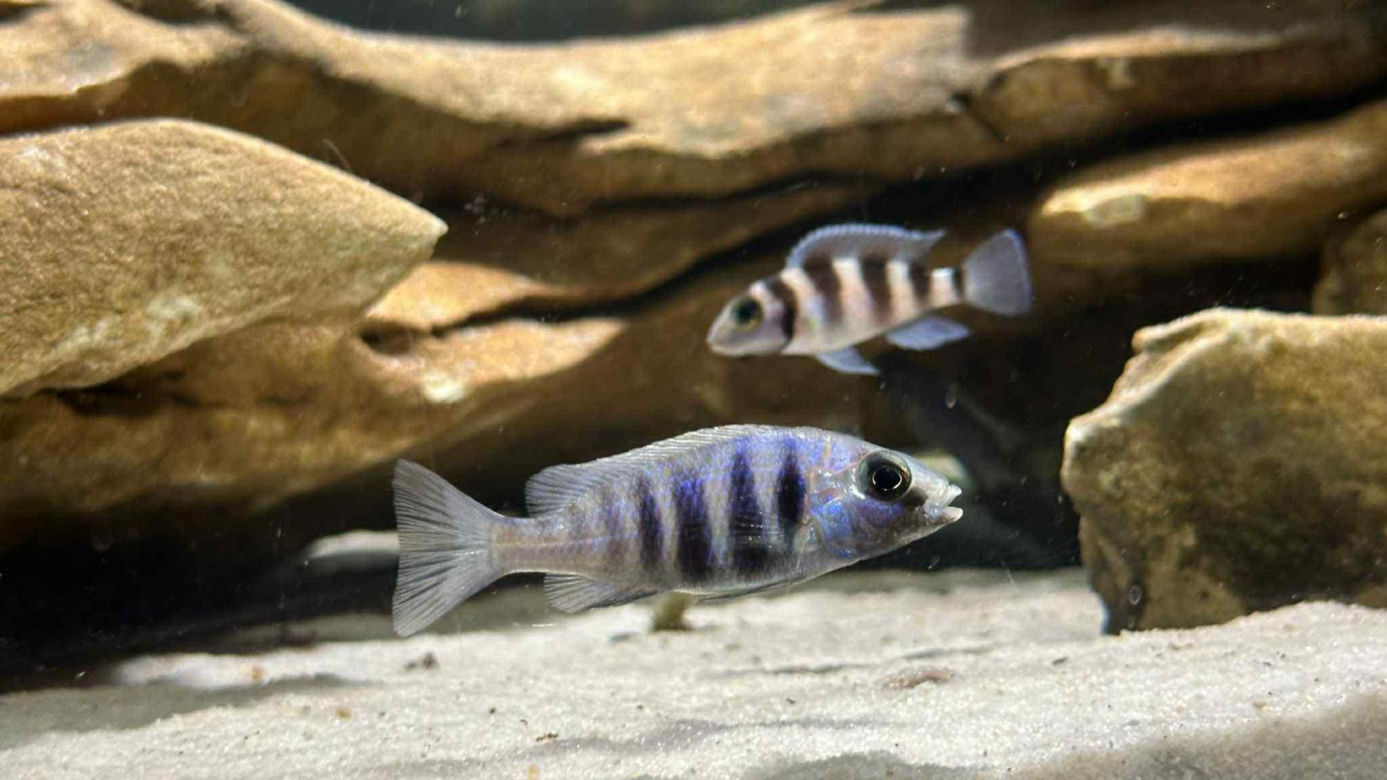 Studio Akwarystyki Aqua Dreams w Bydgoszczy to miejsce z wielką pasją