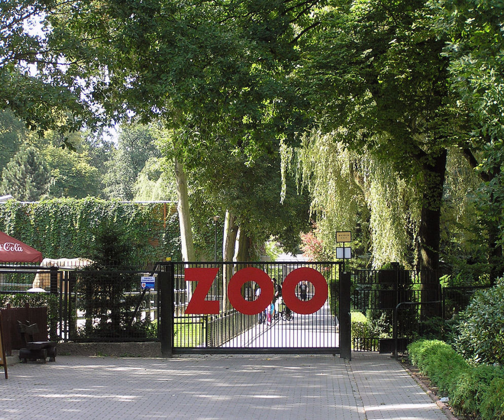 Od czwartku krakowski ogród zoologiczny otwarty dla zwiedzających