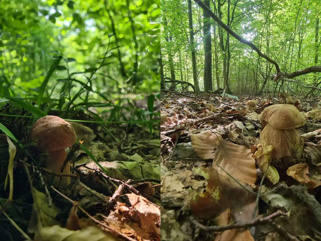 Lubelscy grzybiarze chwalą się swoimi zbiorami. Przepowiadają, że wysyp dopiero przed nami. Zobaczcie zdjęcia!