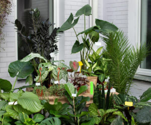 Rośliny niedopasowane do ekspozycji