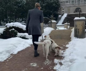 Pieski w Pałacu Prezydenckim