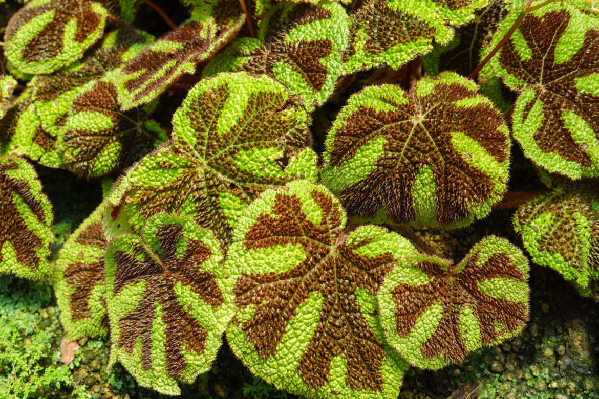 Begonia Masona