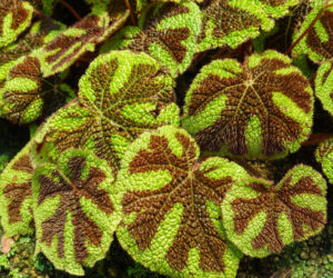 Begonia Masona