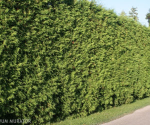 Tuja 'Brabant'