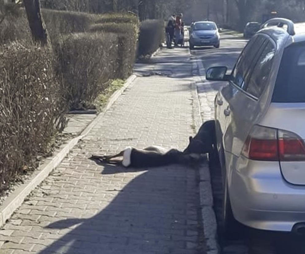 Zagryziona sarna, biegające luzem groźne psy. Psychoza na Brochowie we Wrocławiu 