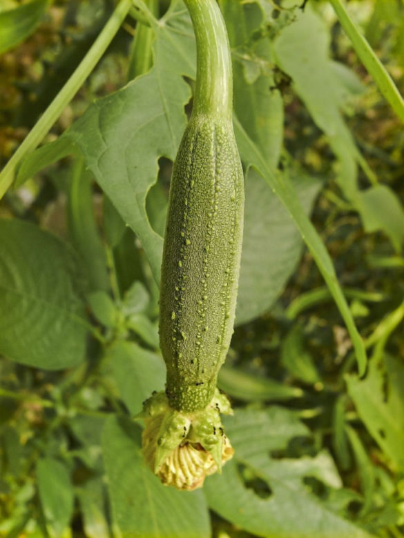 Gąbczak walcowaty