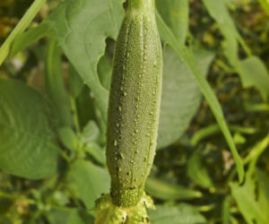 Gąbczak walcowaty