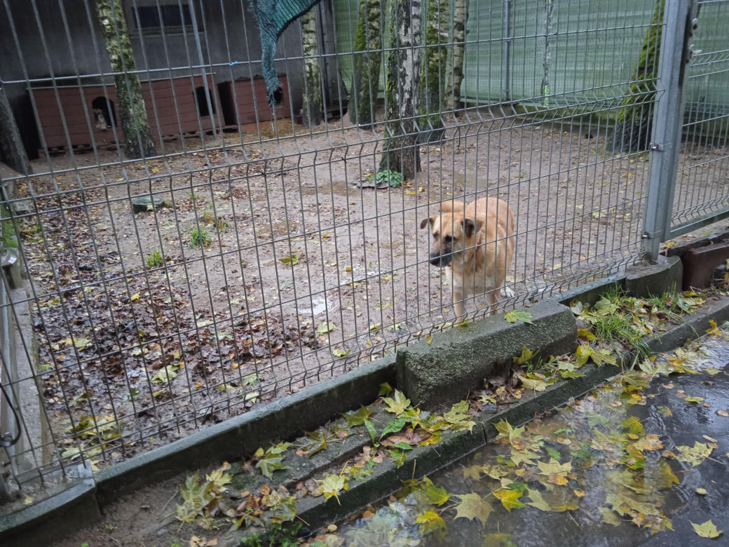 Schronisko dla Zwierząt w Olsztynie