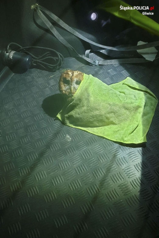 Policjanci znaleźli sowę :smile: