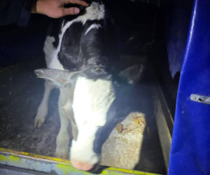 Znaleziony zgubiony cielak ma DK2 w Zbuczynie