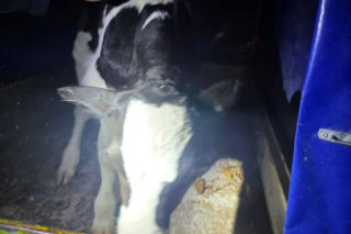 Znaleziony zgubiony cielak ma DK2 w Zbuczynie