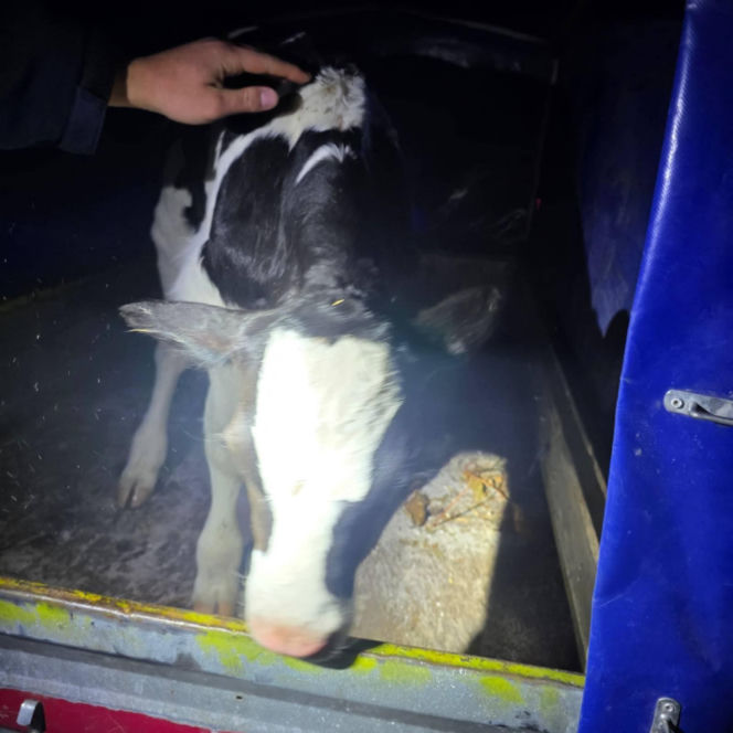 Znaleziony zgubiony cielak ma DK2 w Zbuczynie