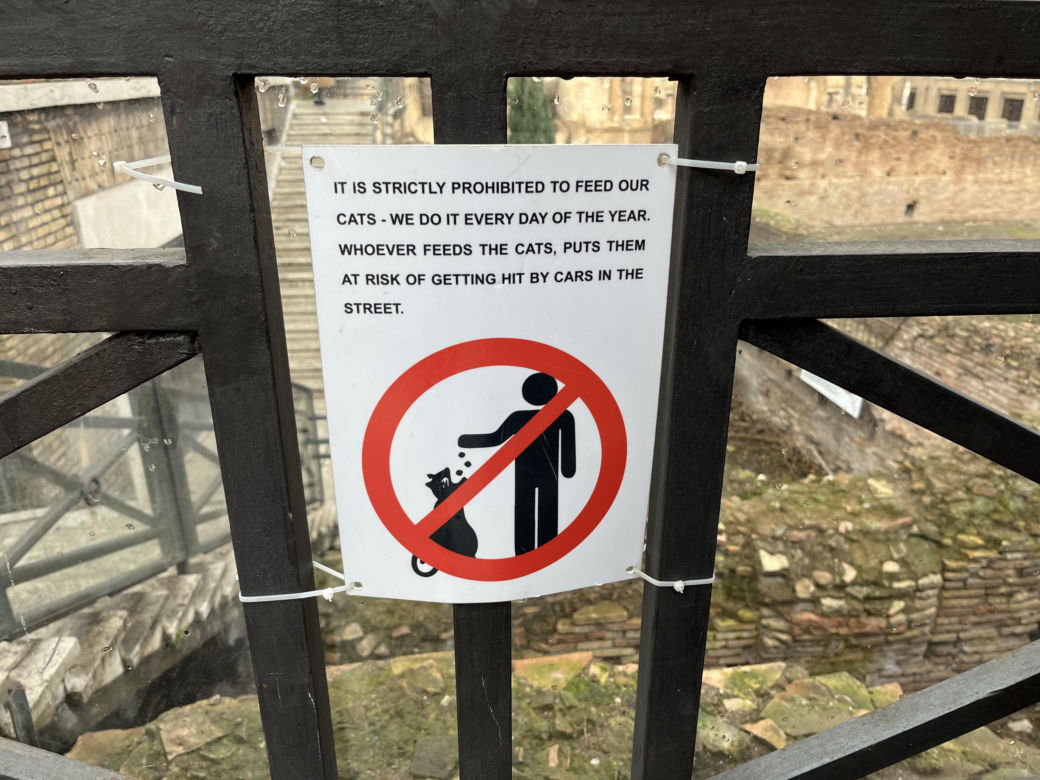 Largo Argentina w Rzymie. Koty zamieszkały w starożytnych ruinach - zobacz zdjęcia