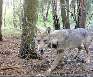 Północne Mazowsze. Do tej pory było je tylko słychać! Wilki w obiektywie!