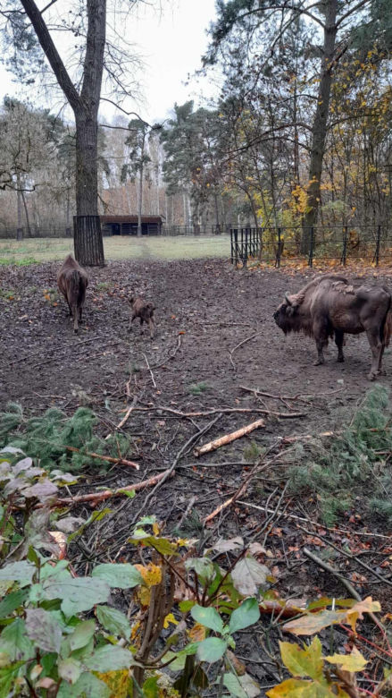 Młodą żubrzyczką w bydgoskim zoo opiekują się babcia i mama. "Ona jest od chmur zawracania!"