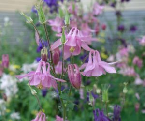 Odkryj magię orlików w ogrodzie!