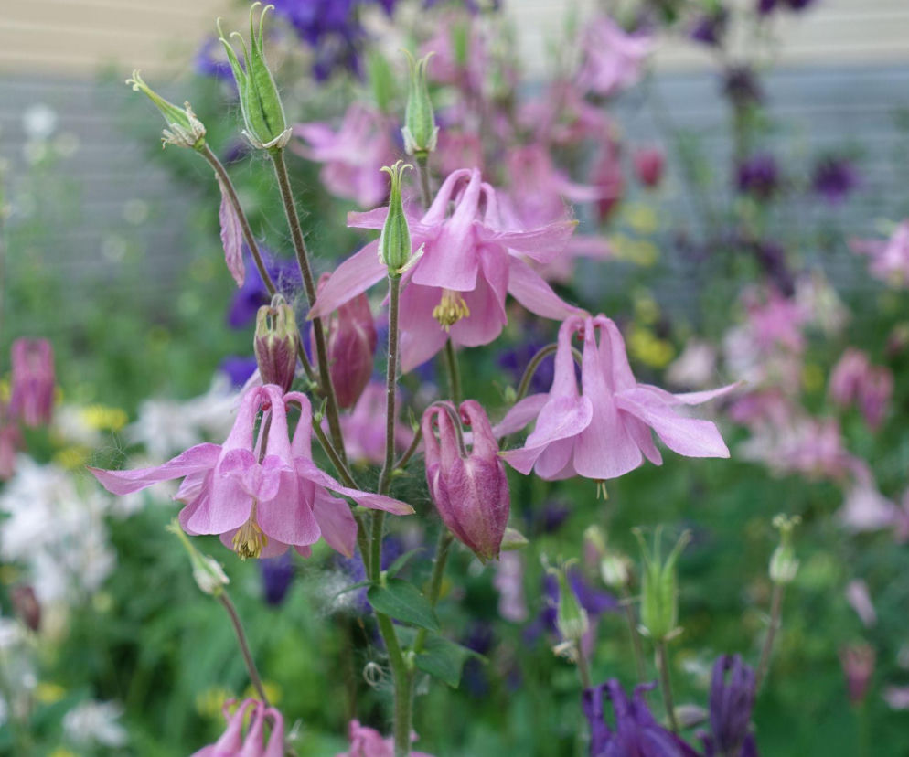 Odkryj magię orlików w ogrodzie!