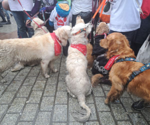 34. finał WOŚP w Krakowie. Golden Retrievery na Rynku Głównym