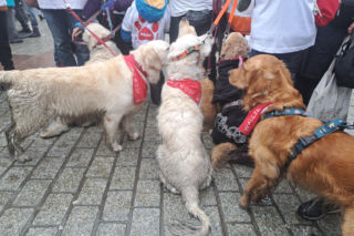 34. finał WOŚP w Krakowie. Golden Retrievery na Rynku Głównym