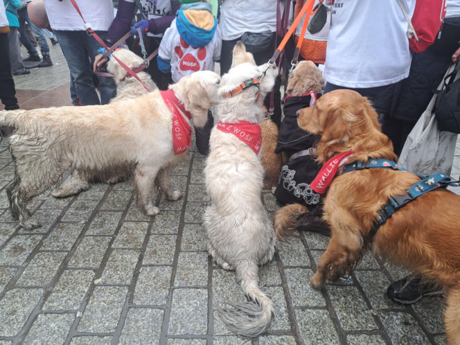34. finał WOŚP w Krakowie. Golden Retrievery na Rynku Głównym
