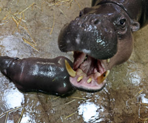 Wyjątkowe narodziny w gdańskim zoo! Na świat przyszła mała hipopotamka karłowata