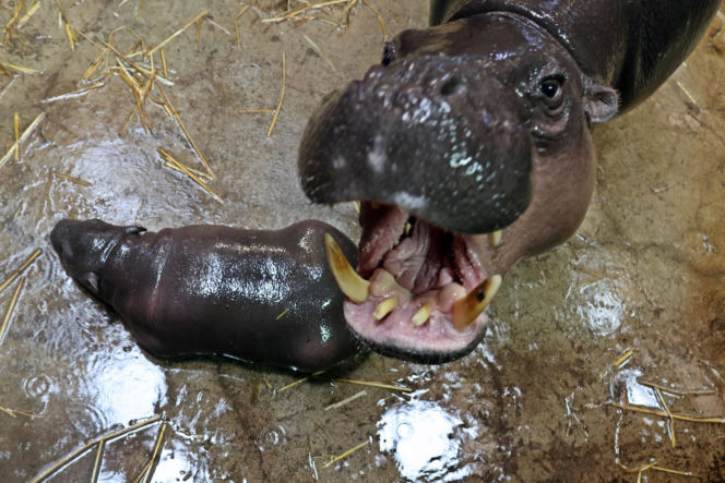 Wyjątkowe narodziny w gdańskim zoo! Na świat przyszła mała hipopotamka karłowata