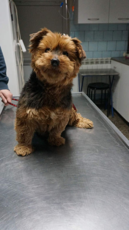 Podopieczni Sos Animals Aleksandrów Łódzki,  porzucone w miejscowości Suliszew