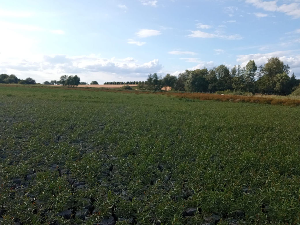 Wyschnięte jezioro w Skrzatuszu pod Piłą po miesiącu