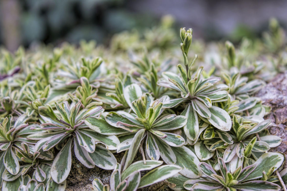 Gęsiówka kaukaska 'Variegata'