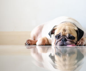 Mops 