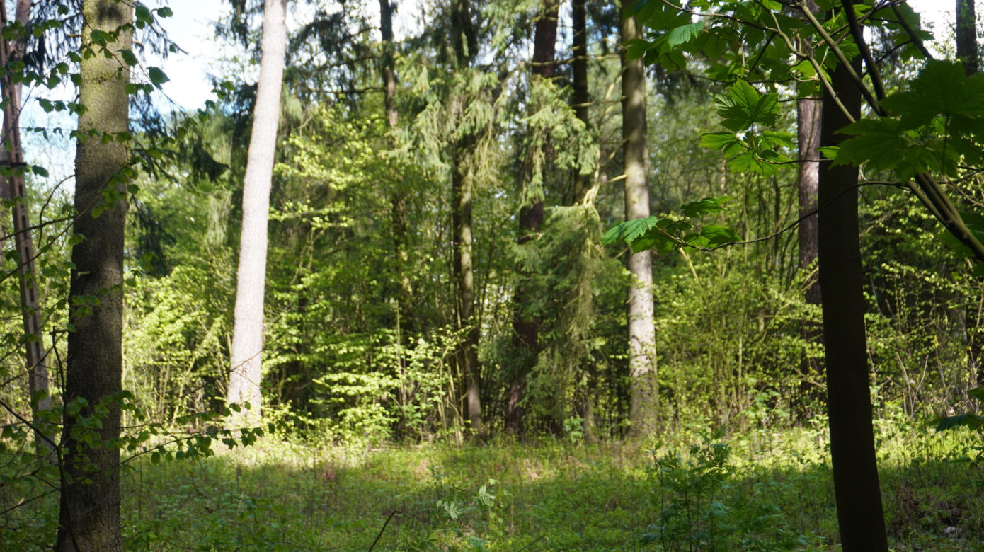 Leży w pobliżu centrum Olsztyna i wygląda bajecznie wiosną. Zobacz piękny rezerwat Mszar [ZDJĘCIA]