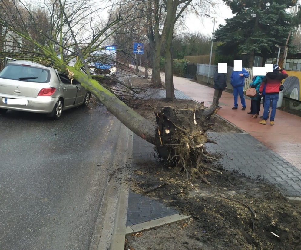 Prokuratura przygląda się drzewom na u. Fabrycznej w Lesznie 