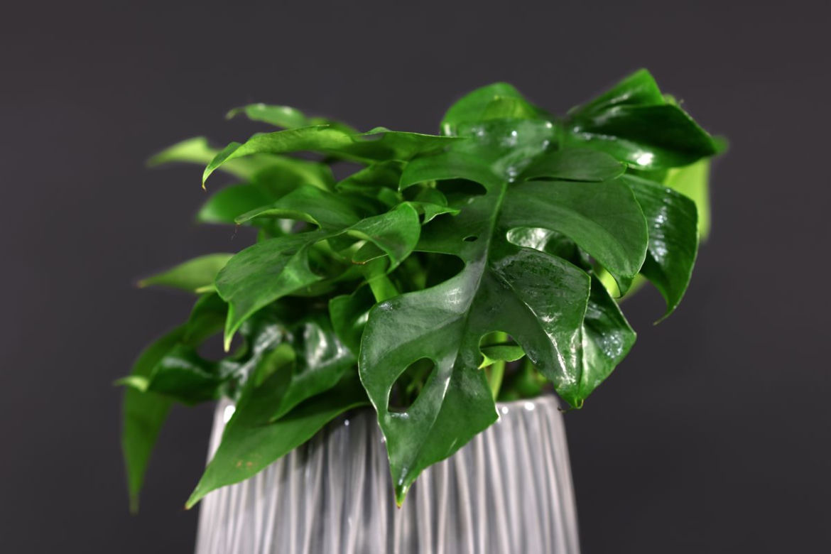 Monstera adansonii 