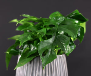 Monstera adansonii